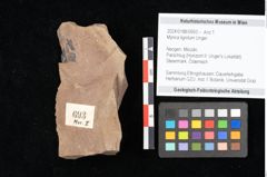 Foto (Objekt + Etikett) von Myrica lignitum Unger (NHMW-GEO-2024-0188-0693)